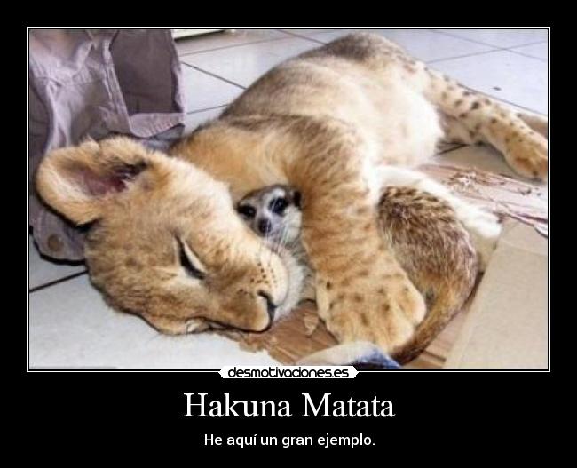 carteles suricato leon como timon simba gran ejemplo hakuna matata desmotivaciones
