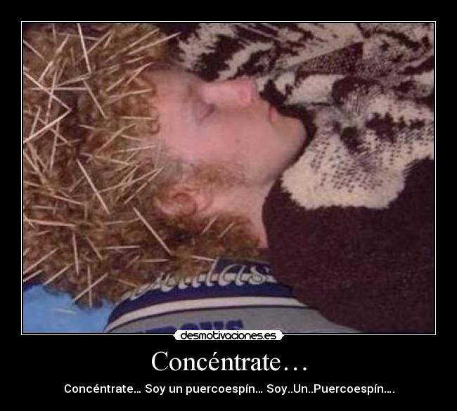 carteles puercoespin desmotivaciones