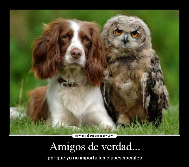 Amigos de verdad... - 