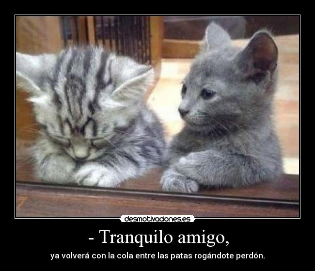 carteles gatos perdon patas desmotivaciones