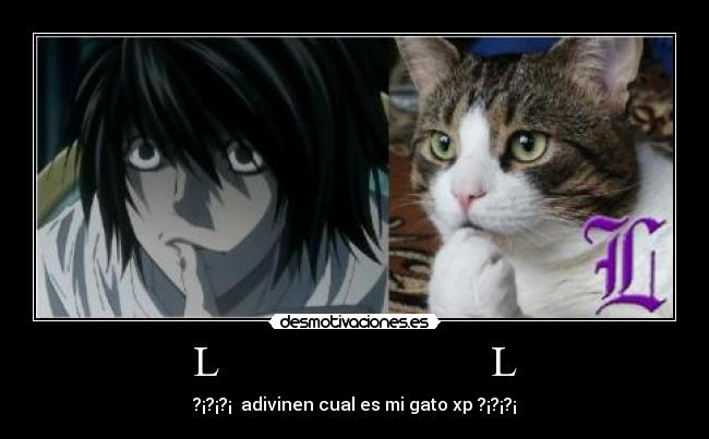L L - ?¡?¡?¡ adivinen cual es mi gato xp ?¡?¡?¡