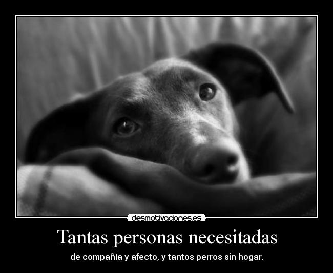 Tantas personas necesitadas - de compañía y afecto, y tantos perros sin hogar.