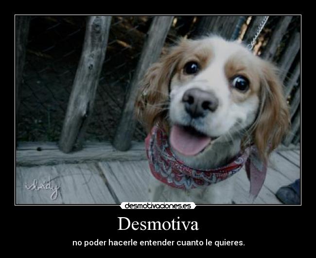 carteles perro desmotivaciones