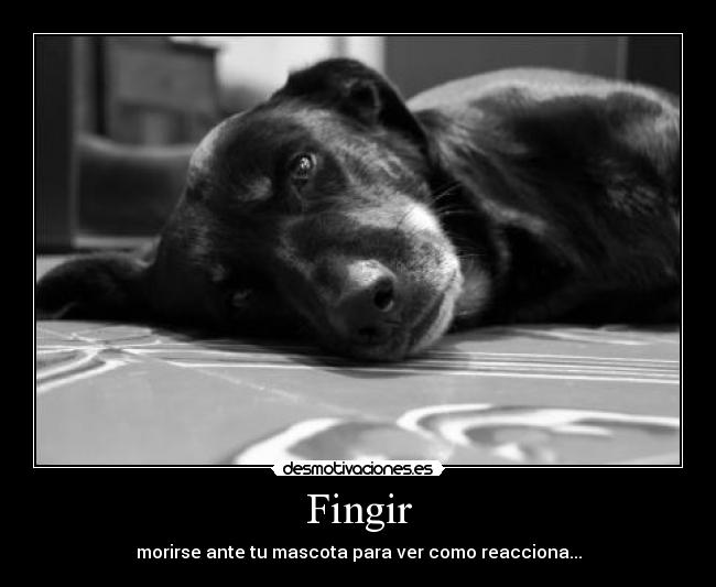 Fingir - morirse ante tu mascota para ver como reacciona...