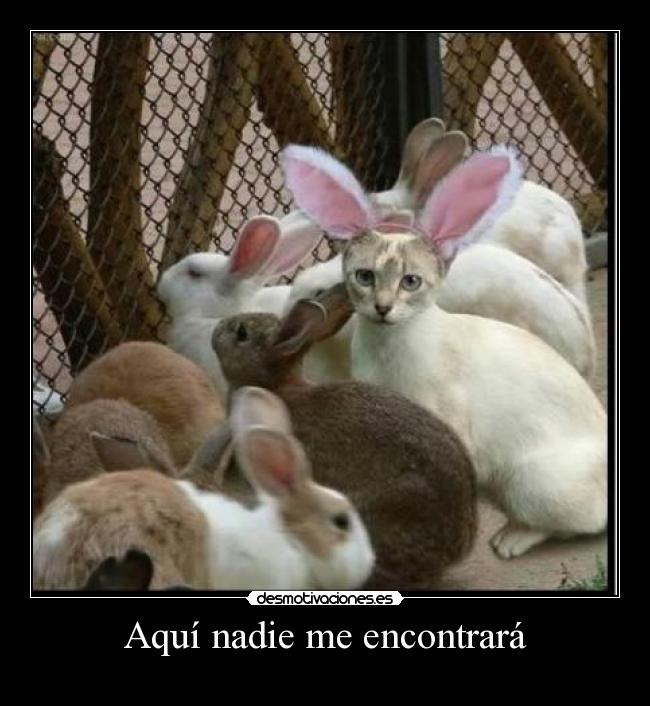 Aquí nadie me encontrará - 