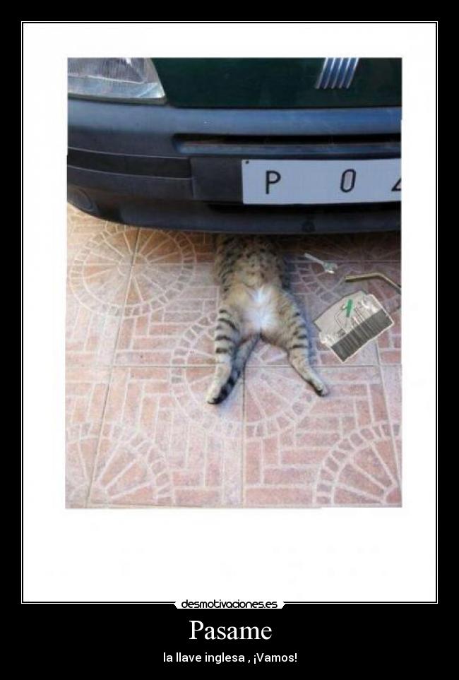 carteles gatosmecanico desmotivaciones