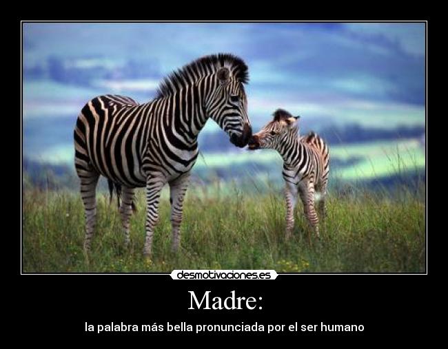 carteles madre cebras madre amor familia desmotivaciones