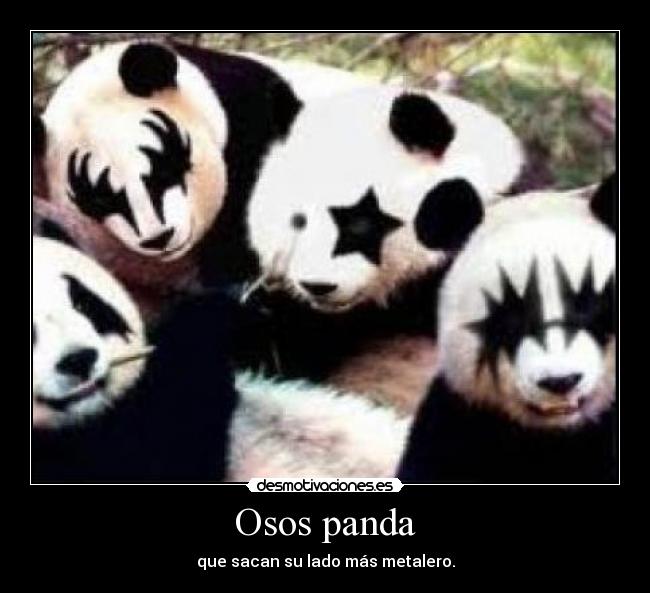 Osos panda - que sacan su lado más metalero.