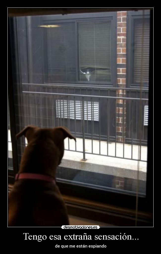 carteles gatos asesinos que planean dominar mundo megaglt desmotivaciones