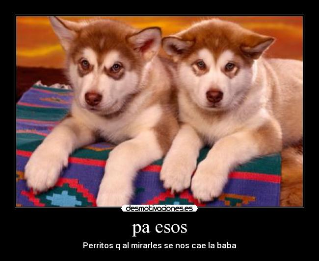 pa esos - Perritos q al mirarles se nos cae la baba