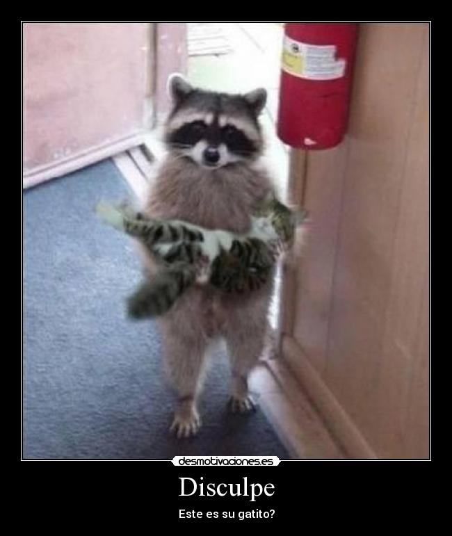 Disculpe - Este es su gatito?