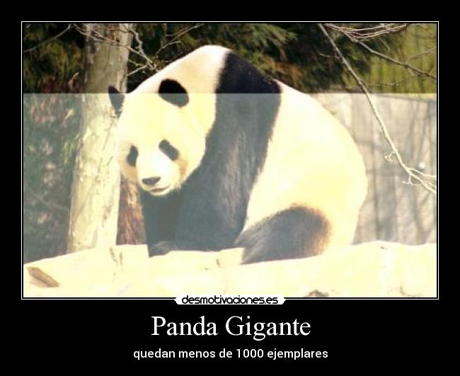 Panda Gigante - quedan menos de 1000 ejemplares