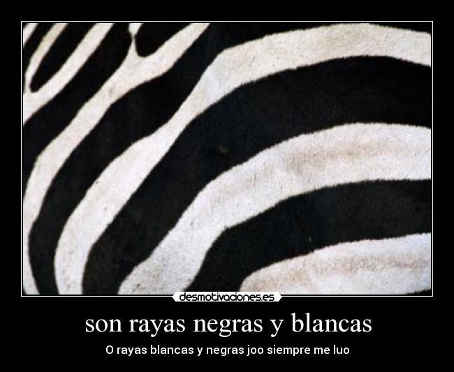 son rayas negras y blancas - O rayas blancas y negras joo siempre me luo