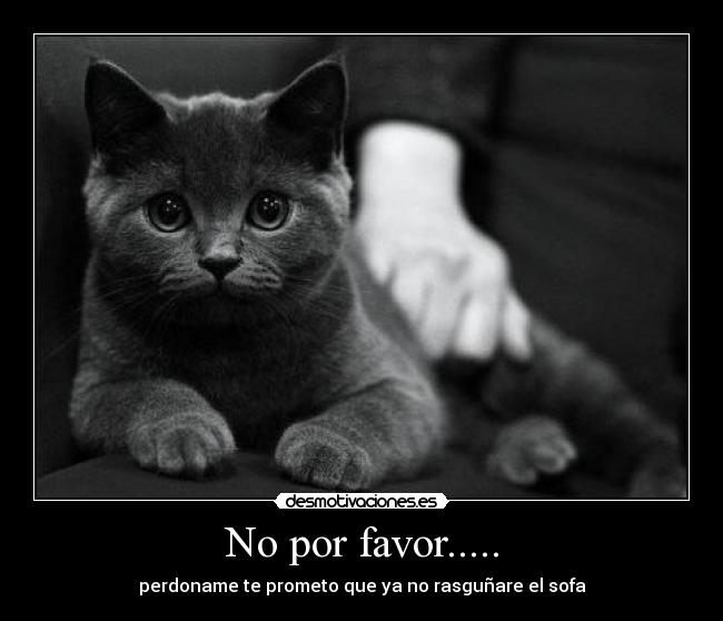 No por favor..... - perdoname te prometo que ya no rasguñare el sofa