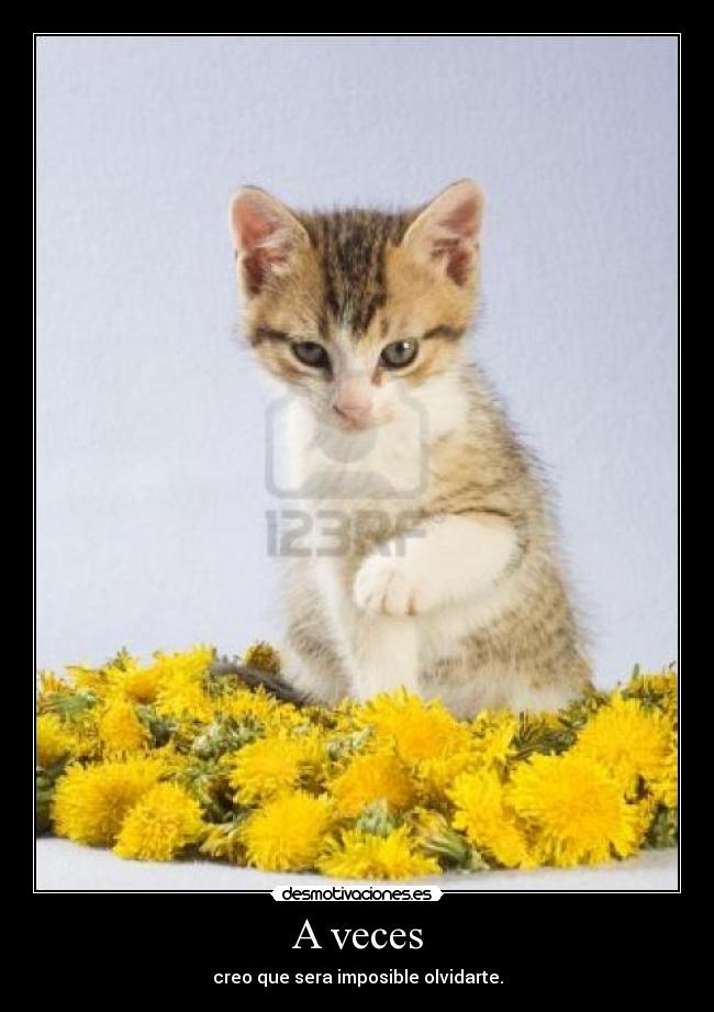 A veces - creo que sera imposible olvidarte.