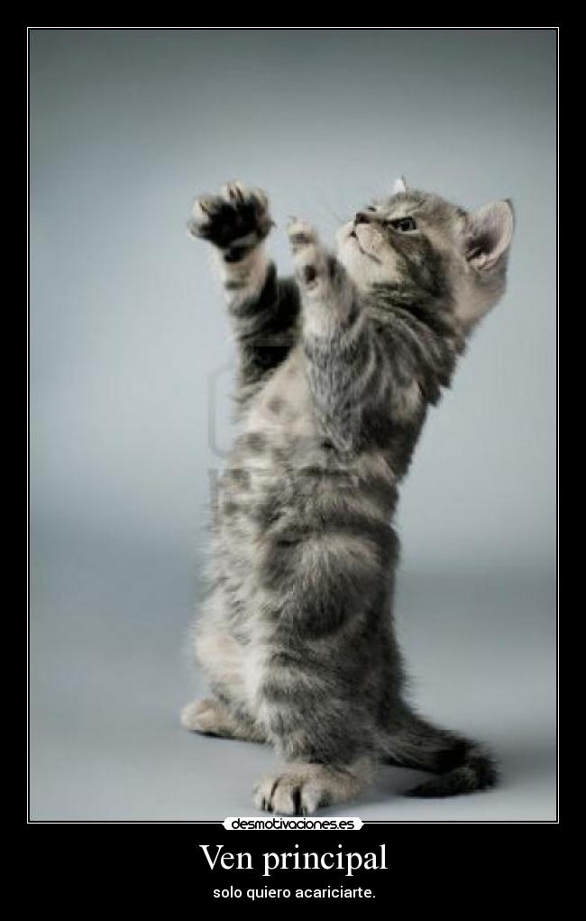 Ven principal - solo quiero acariciarte.