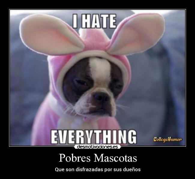 Pobres Mascotas - 