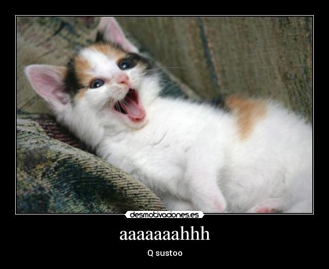 carteles gatito asustado desmotivaciones