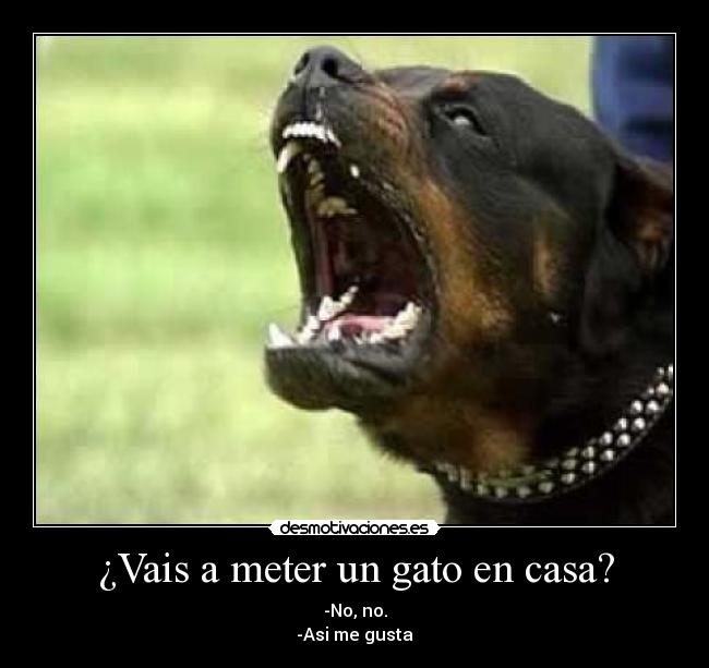 ¿Vais a meter un gato en casa? - -No, no.
-Asi me gusta