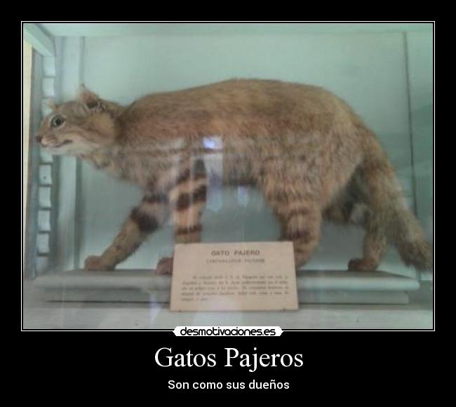 Gatos Pajeros - 