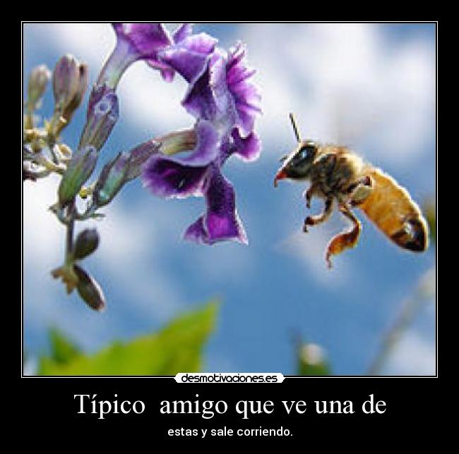 carteles abejas desmotivaciones