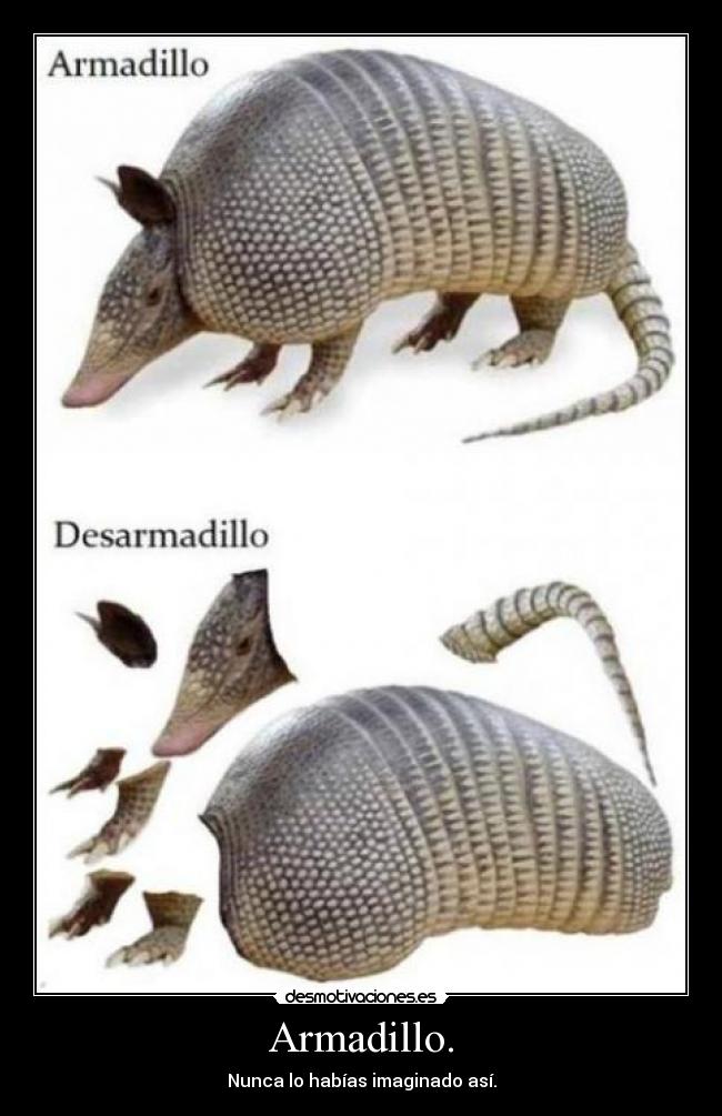 Armadillo. - 