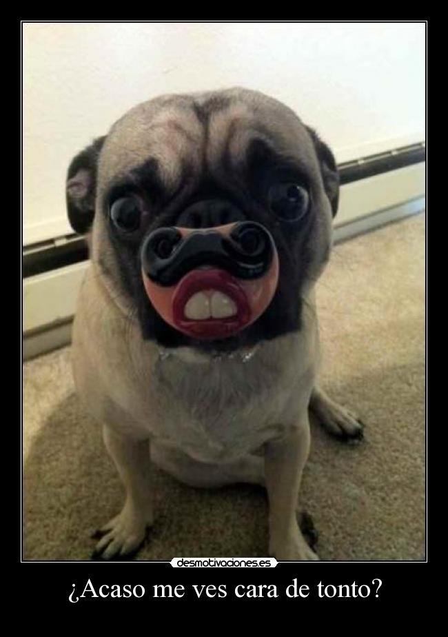 ¿Acaso me ves cara de tonto? -