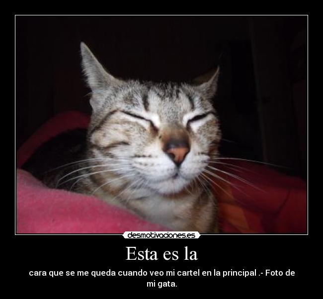 Esta es la - cara que se me queda cuando veo mi cartel en la principal .- Foto de mi gata.