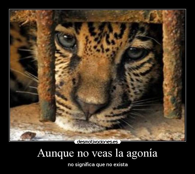 Aunque no veas la agonía - no significa que no exista
