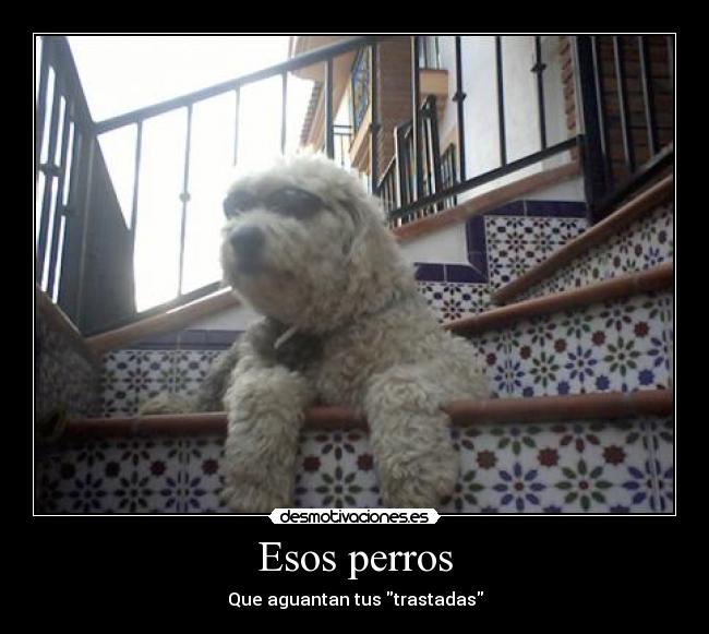Esos perros - Que aguantan tus trastadas
