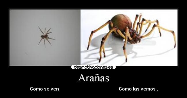 Arañas -