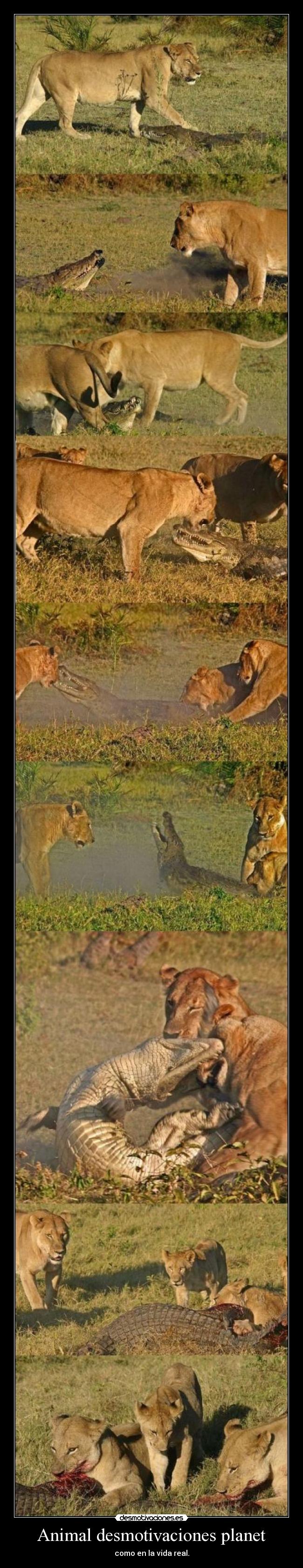 Animal desmotivaciones planet - como en la vida real.