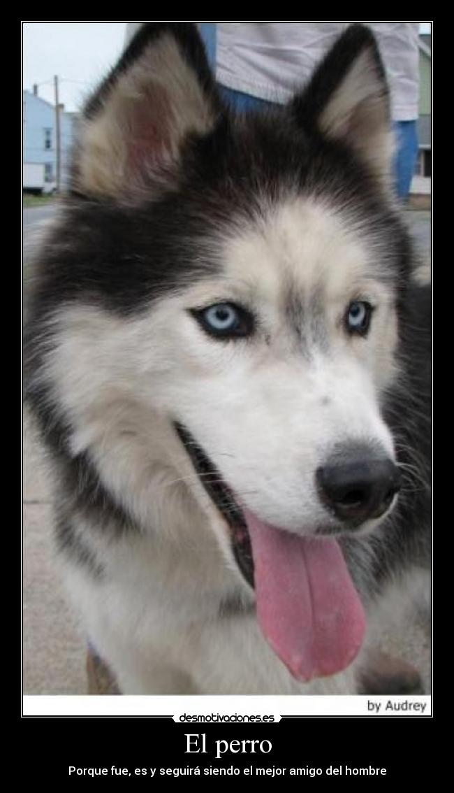 El perro - Porque fue, es y seguirá siendo el mejor amigo del hombre