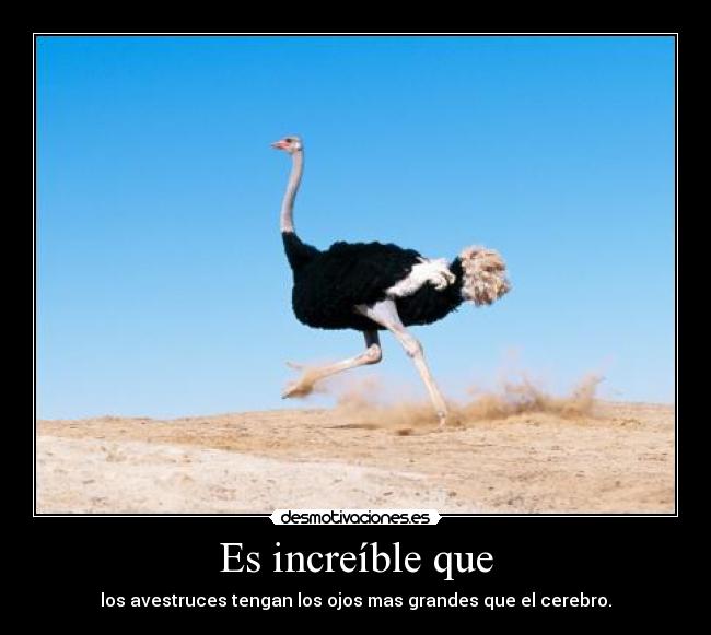Es increíble que - los avestruces tengan los ojos mas grandes que el cerebro.