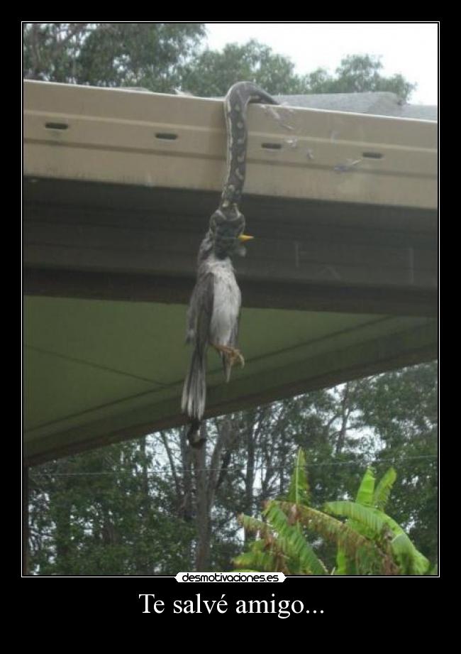 Te salvé amigo... - 