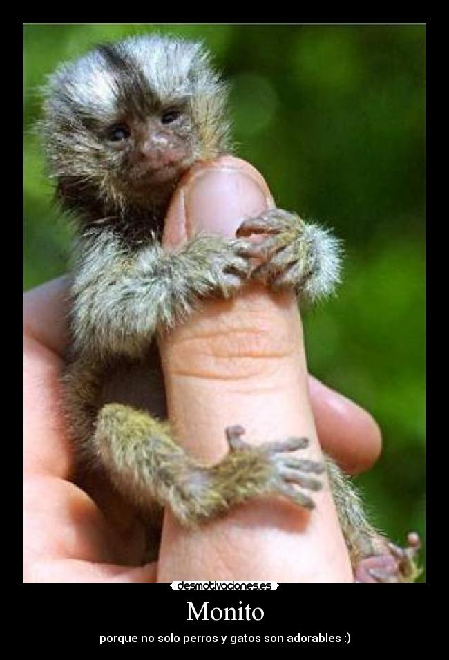 Monito - porque no solo perros y gatos son adorables :)