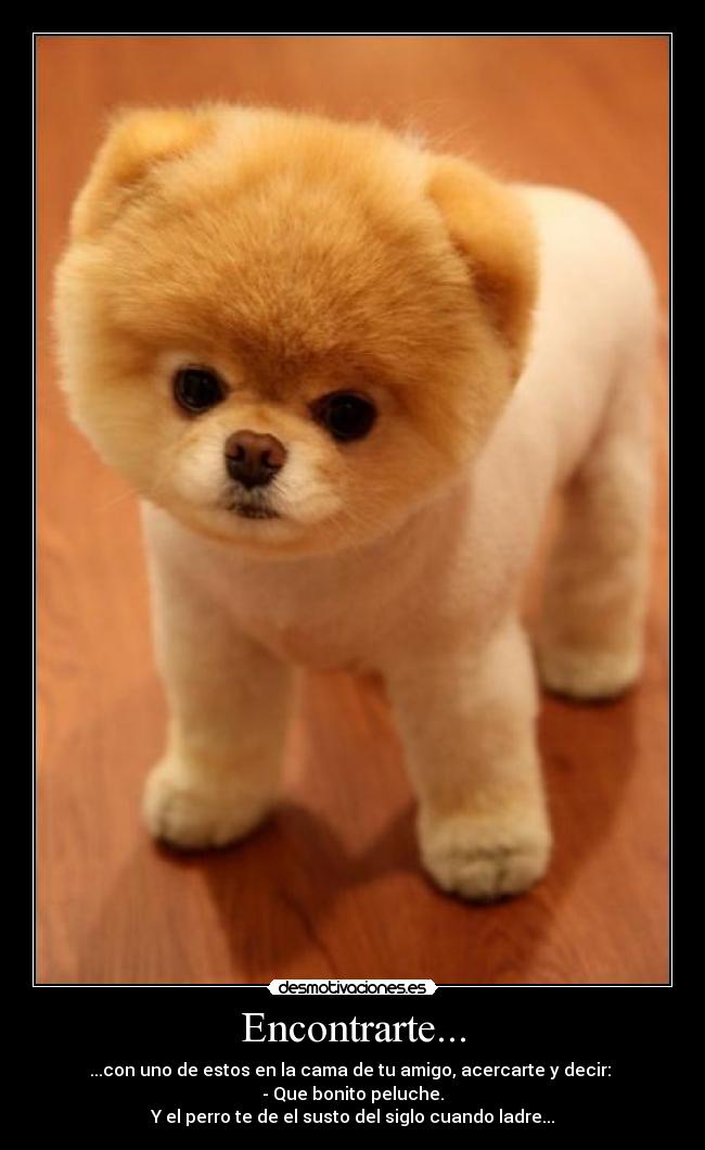 Encontrarte... - ...con uno de estos en la cama de tu amigo, acercarte y decir:
- Que bonito peluche.
Y el perro te de el susto del siglo cuando ladre...