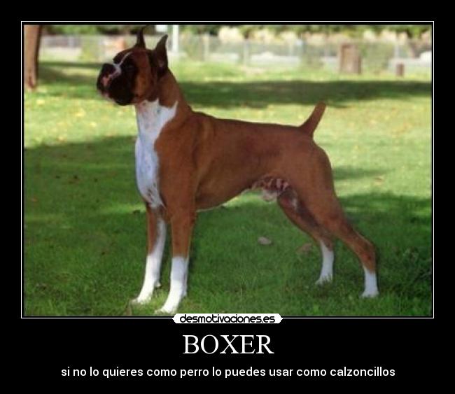 carteles franbmx desmotivaciones