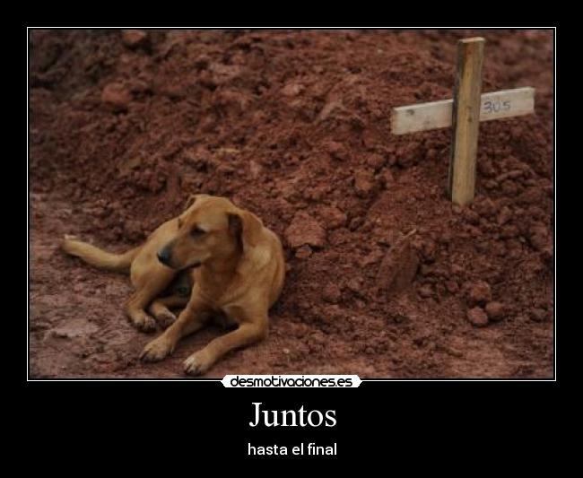 carteles ole desmotivaciones