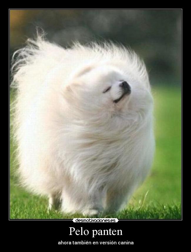 Pelo panten - ahora también en versión canina