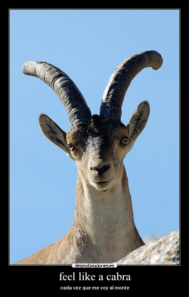 feel like a cabra - cada vez que me voy al monte