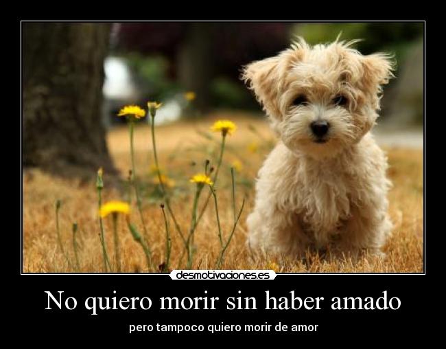 No quiero morir sin haber amado - pero tampoco quiero morir de amor