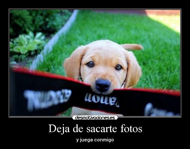 carteles camaraa too choni pobreperro pablo beltri aenejeeeleelea desmotivaciones