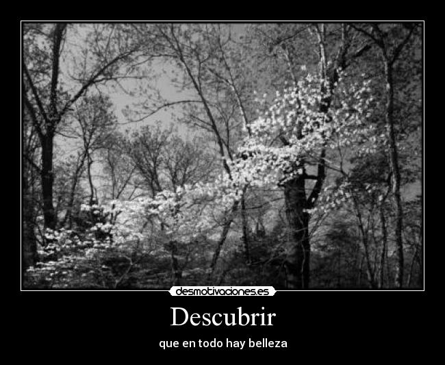 Descubrir - que en todo hay belleza