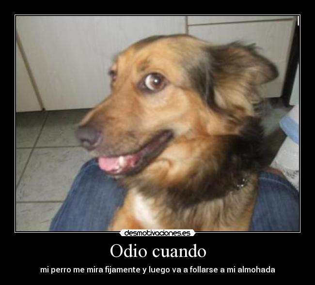 Odio cuando - mi perro me mira fijamente y luego va a follarse a mi almohada