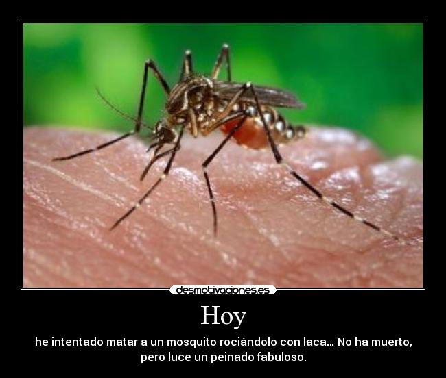 Hoy - he intentado matar a un mosquito rociándolo con laca… No ha muerto,
pero luce un peinado fabuloso.