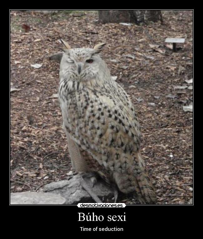 Búho sexi -