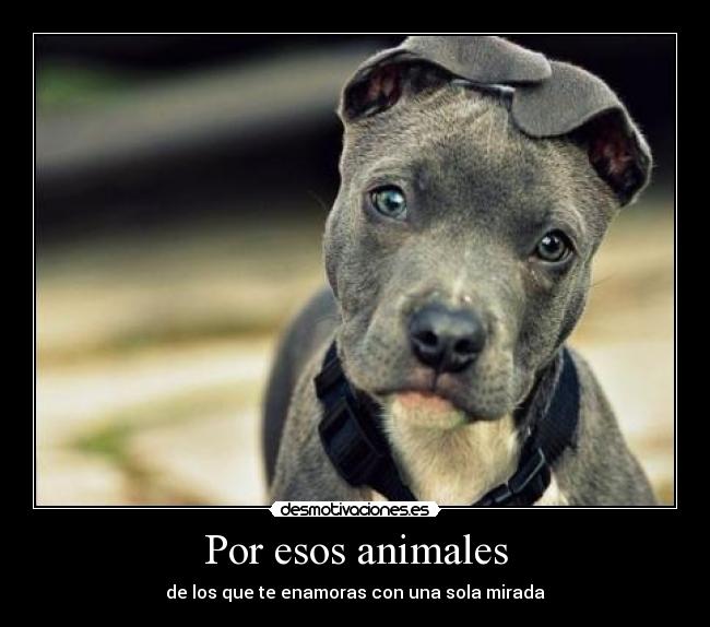 carteles animales boniita desmotivaciones