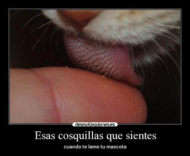 Esas cosquillas que sientes - cuando te lame tu mascota