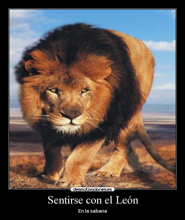 carteles sentirse rey sabana leon desmotivaciones